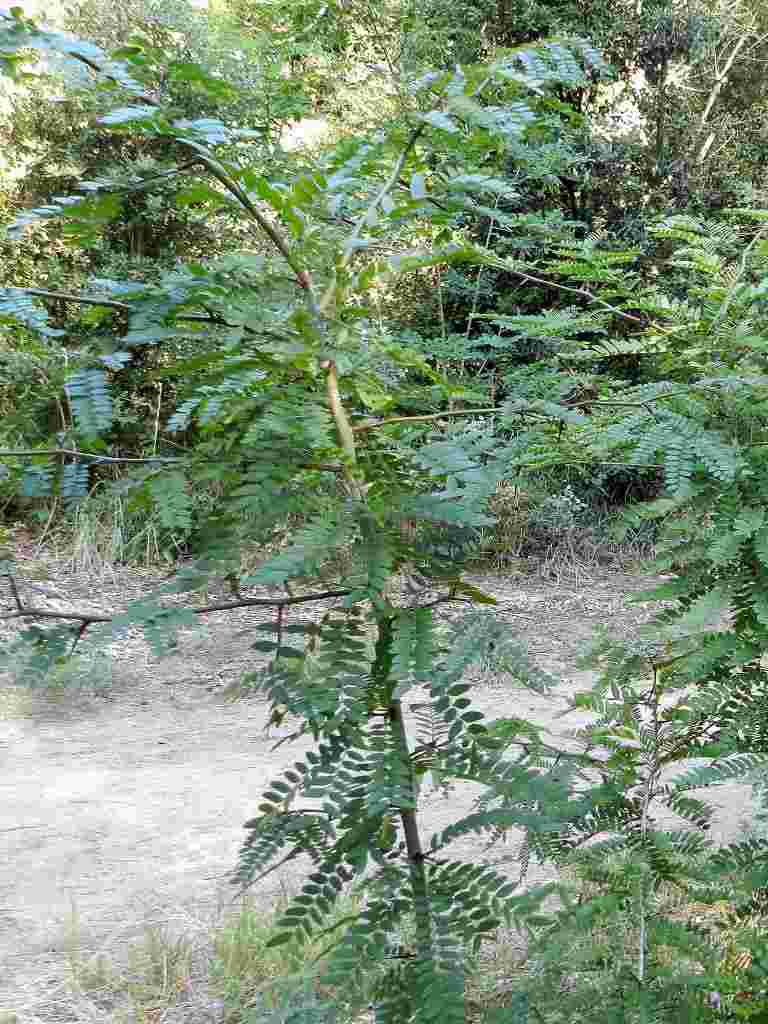 Fabacea - Gleditsia triacanthos